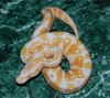 08albino_f_fauna.jpg