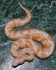 08albino_m1c_fauna.jpg