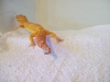 100_1328.JPG