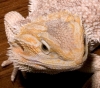 20051008_Dragon_Face.jpg