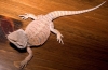 20051008_Female_Dragon.jpg