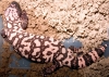 20051008_Female_MS_Gila.jpg
