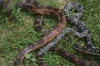 5-10_plants_animals_039.jpg