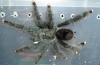 Avic.jpg