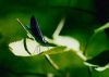 Blue_Damsel.jpg