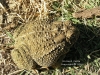 Bufo_woodhousei_australis_8.JPG