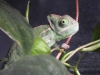 Chameleon_003.jpg