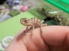 Chameleon_023.jpg