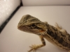 DSC02945.JPG