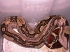 DSCN3393.JPG