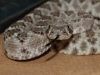 DSC_0159.JPG