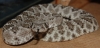 DSC_0161.JPG