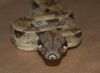 DSC_0187.JPG