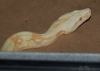 DSC_0190.JPG