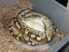 Delilah_Eggs_1_1200x900.png