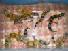 Gecko_Babies_1.jpg