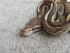 Halle_5-5-13_1200x900_3.png