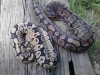 IMG_20120429_155856.jpg