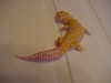 JG_albinos_015.jpg