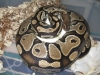 Juliet_4-19-2012.jpg