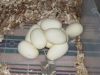 Juliet_4-19-2012_eggs_1.jpg