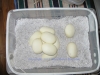 Juliet_4-19-2012_eggs_2.jpg
