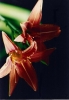 Lillies_in_the_Sun.jpg