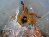 Mad3.jpg