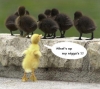 Nigga_CHICKS.jpg