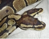 Our_two_beauties_Martha_and_Monty_Python.JPG