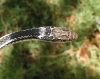 PICT00101.JPG