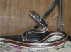 PICT00181.JPG