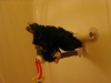 Picture_016_sized.jpg