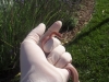 Picture_024.jpg