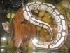 Picture_0551.jpg