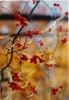 Red_berries_in_Fall.jpg
