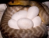 Woma_eggs.jpg
