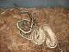 Xiu_and_Halle_3-14-2013.png