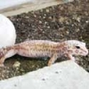 albino-leopard-gecko-thumb.jpg