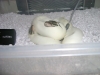 babies2.jpg