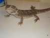 babybeardies015.jpg