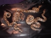 ball_python_hatchlings.jpg