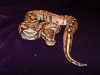 ball_python_peach_colored.jpg