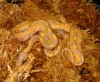 banana09a.jpg