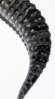 black-tail.jpg