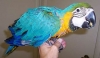 blue_and_gold1.jpg