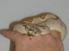 callisto_2.jpg