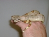 callisto_3.jpg