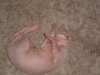 cats_063.jpg