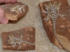 close_up_two_headed_dragon_on_rock_3.jpg